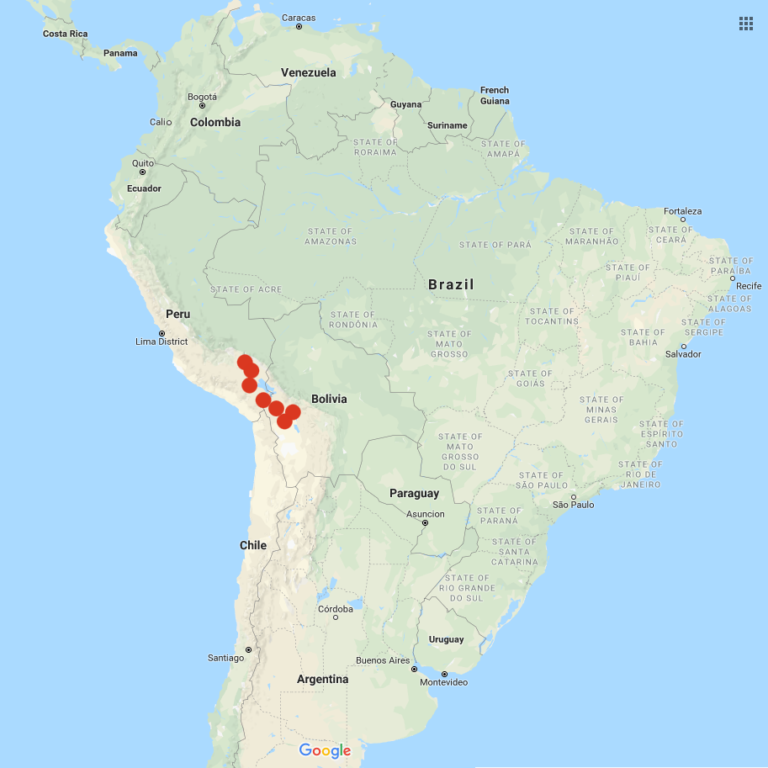 Solanum ajanhuiri Cultivariable