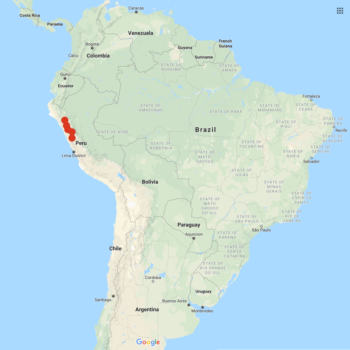 Solanum albicans distribution map