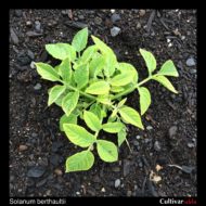 Solanum berthaultii plant