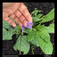 Solanum boliviense flower