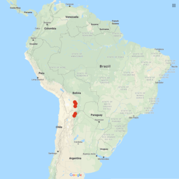 Solanum boliviense distribution map