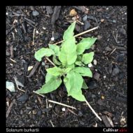 Solanum burkartii plant