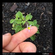 Solanum clarum flower