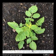 Solanum garcia-barrigae plant