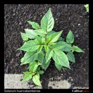 Solanum huancabambense plant