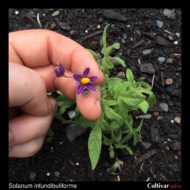 Solanum infundibuliforme flower