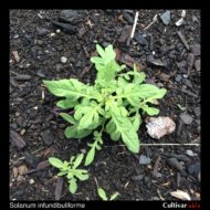 Solanum infundibuliforme plant