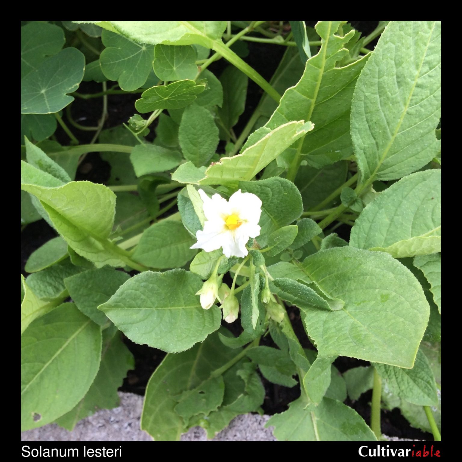 Solanum lesteri flower