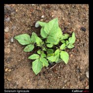 Solanum lignicaule plant