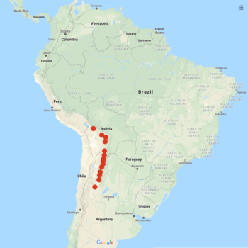 Solanum microdontum distribution map