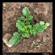 Solanum mochiquense plant