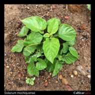 Solanum microdontum plant