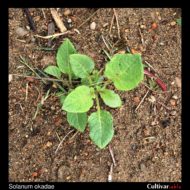 Solanum okadae plant