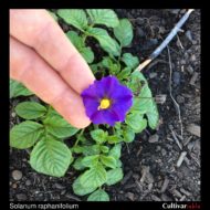 Solanum raphanifolium flower