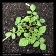 Solanum raphanifolium plant