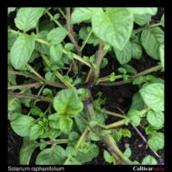 Solanum raphanifolium stems