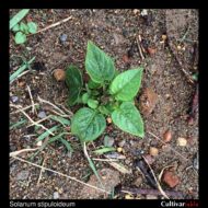 Solanum stipuloideum plant