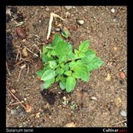 Solanum tarnii plant
