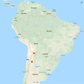 Solanum x aemulans distribution map