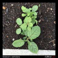 Solanum x aemulans plant