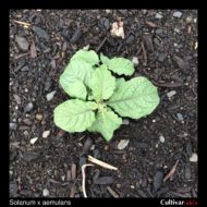 Solanum x aemulans plant
