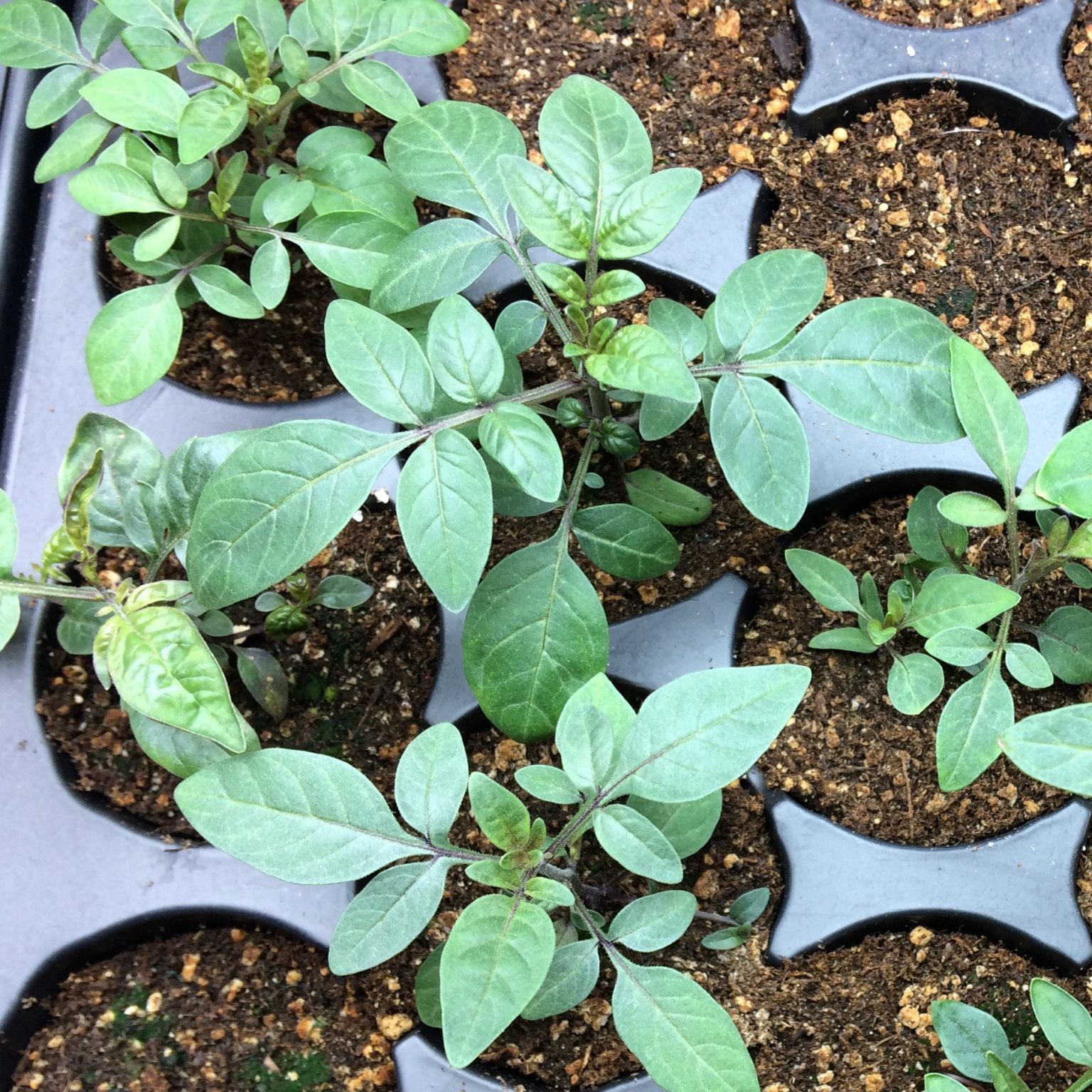 Solanum jamesii seedlings