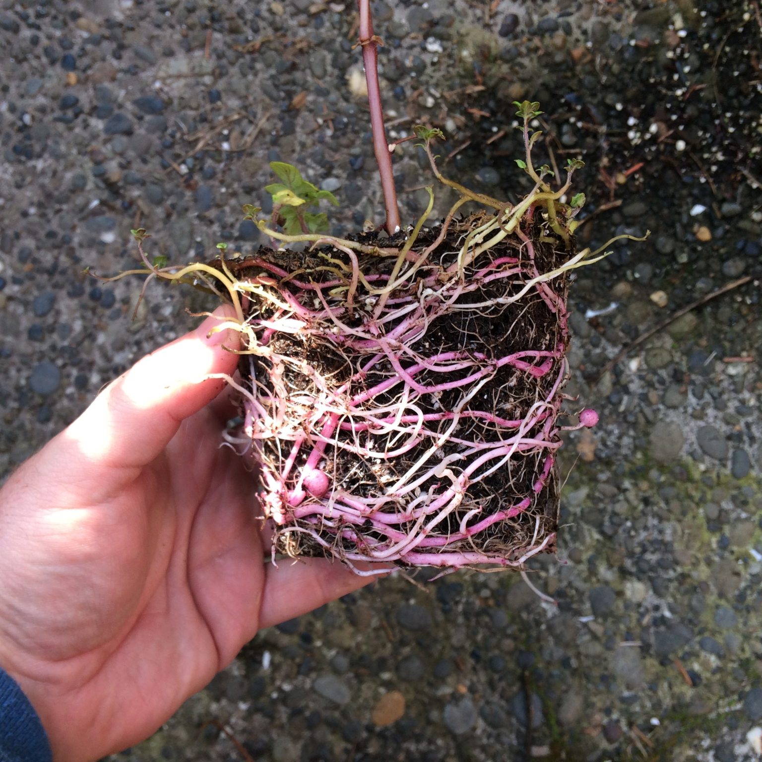 Potato seedling stolons