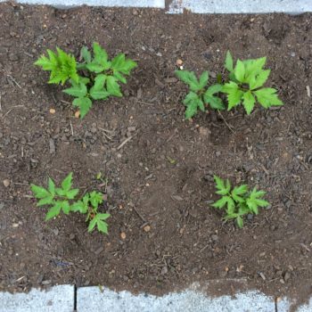 Arracacha (Arracacha xanthorrhiza) seedlings