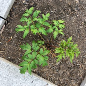 Wild arracacha (Arracacha xanthorrhiza) plant