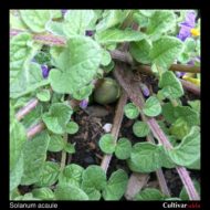 Berry of the wild potato species Solanum acaule