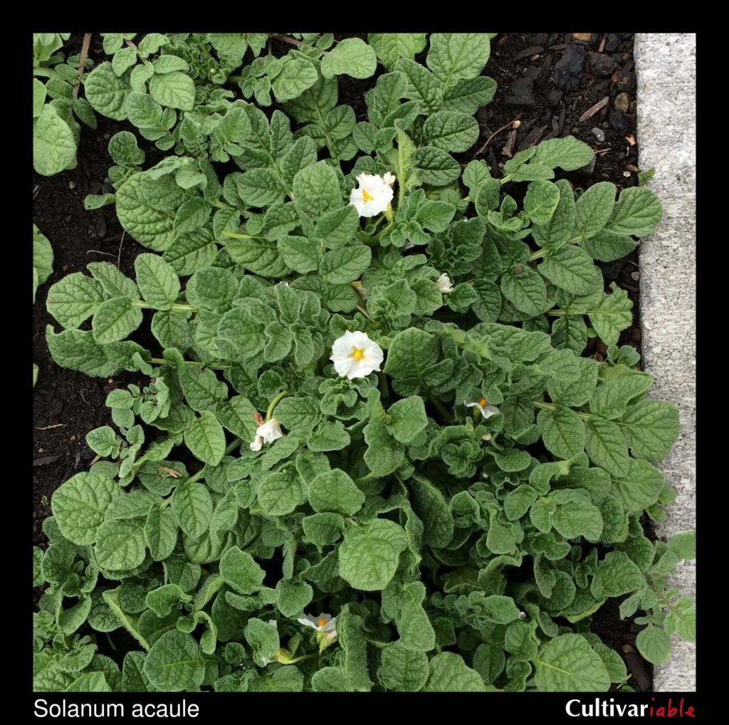 Solanum acaule - How to Grow Wild Potatoes - Cultivariable