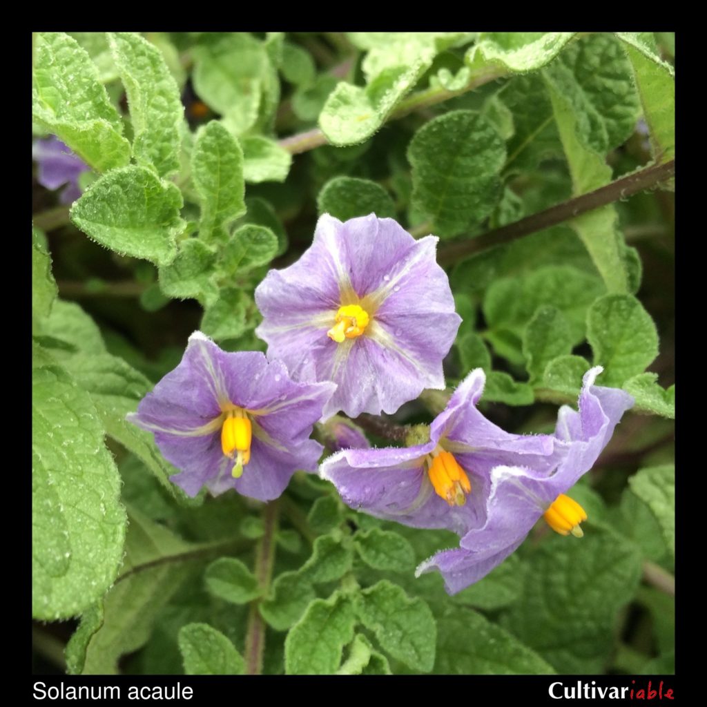 Solanum acaule - How to Grow Wild Potatoes - Cultivariable