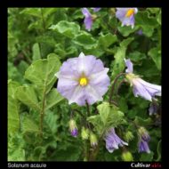 Flower of the wild potato species Solanum acaule