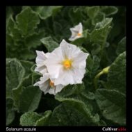 Flower of the wild potato species Solanum acaule