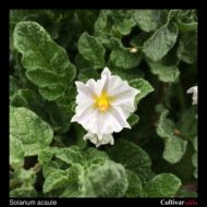 Flower of the wild potato species Solanum acaule.