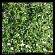 Ground cover of Solanum acaule