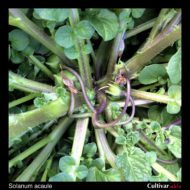 Inflorescence of the wild potato species Solanum acaule