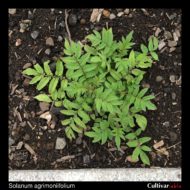 Solanum agrimoniifolium plant