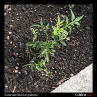 Solanum blanco-galdosii plant