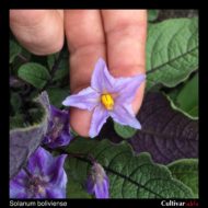 Solanum boliviense flower