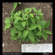 Solanum bulbocastanum plant