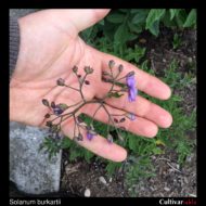 Solanum burkartii inflorescence