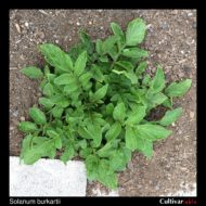 Solanum burkartii plant