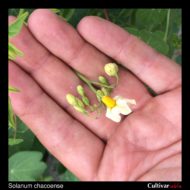 Solanum chacoense flower