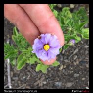 Solanum chomatophilum flower