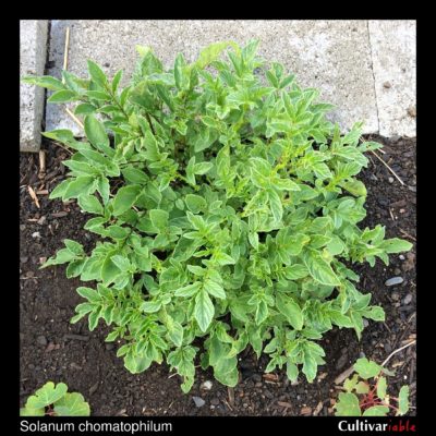 Solanum chomatophilum plant