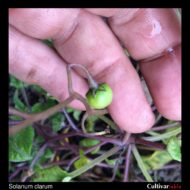 Solanum clarum berry