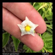Solanum gandarillasii flower