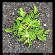 Solanum gandarillasii plant