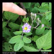 Solanum hjertingii flower